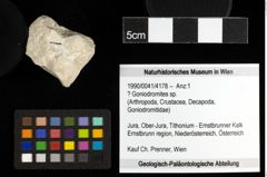 Foto (Objekt + Etiketten) von ? Goniodromites sp. 